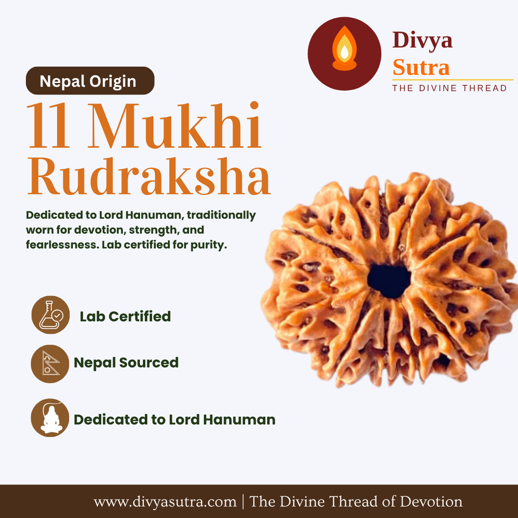 11 Mukhi Rudraksha — Nepal Origin, Lab Certified, Single Bead