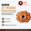 11 Mukhi Rudraksha — Nepal Origin, Lab Certified, Single Bead